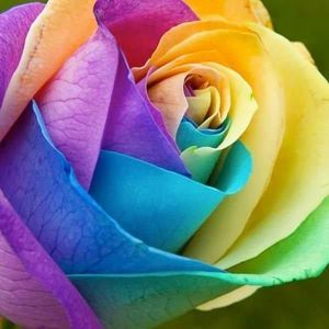 Meet your Posher, Ana